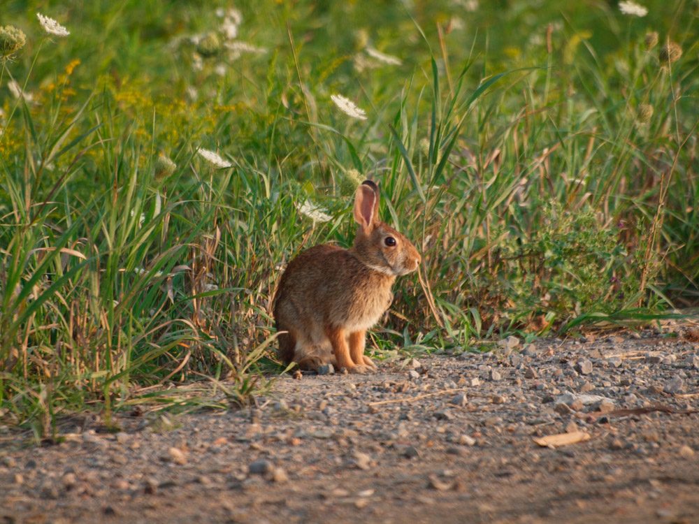 Conejo de campo Conejo de campo