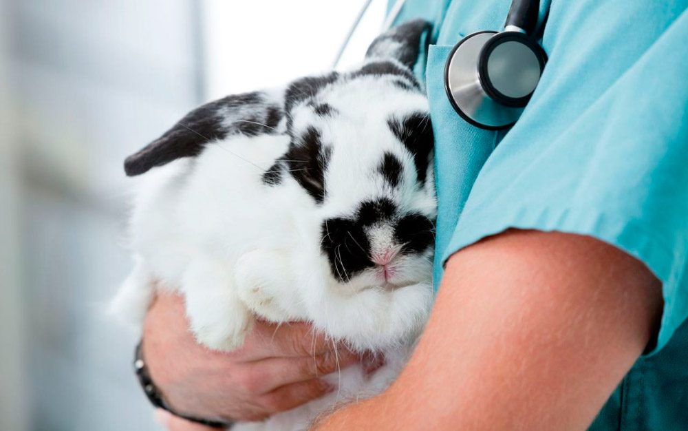 Conejo en el veterinario