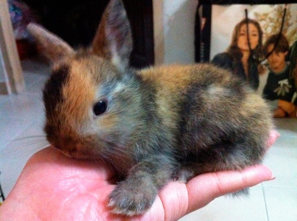 Conejo enano arlequín Conejo enano arlequín