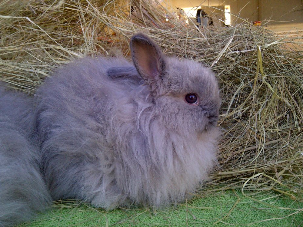 Conejo enano de Angora Conejo enano de Angora
