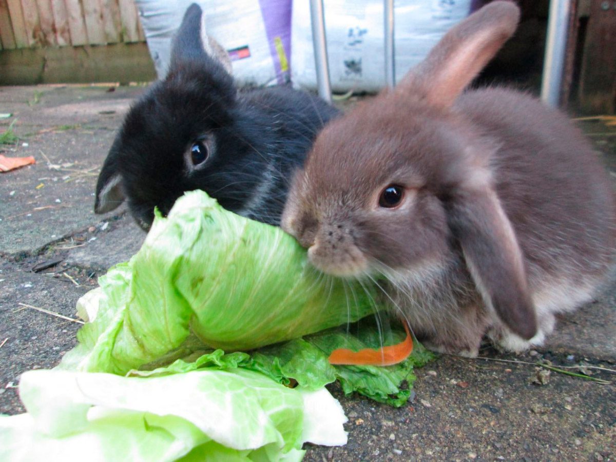 Conejos Belier Enanos comiendo