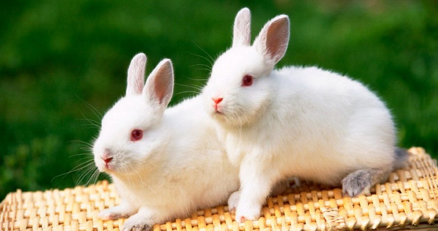 Resultado de imagen de Blancos conejos