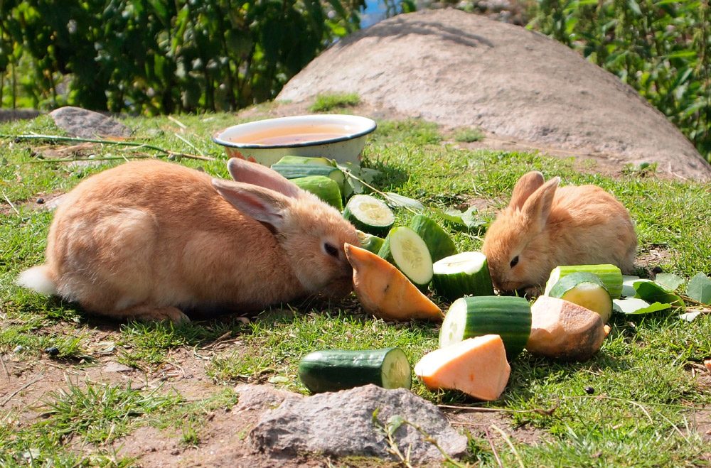 Conejos comiendo