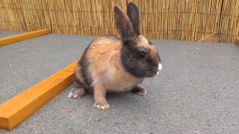 Conejos enanos arlequín con orejas largas Conejos enanos arlequín con orejas largas