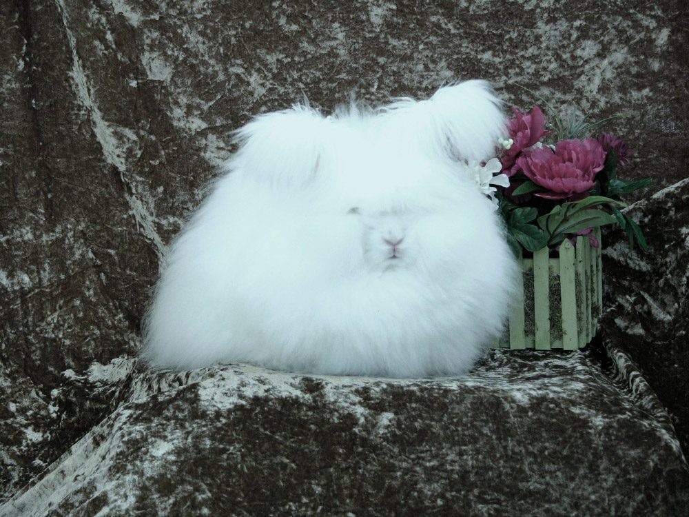 Conejos enanos de Angora blancos