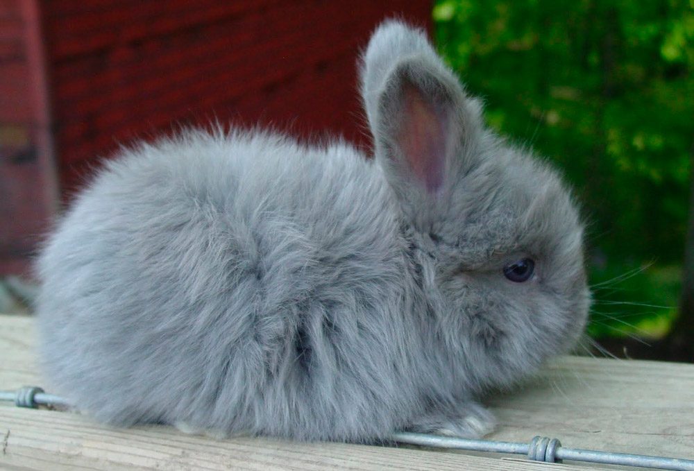 Conejos enanos de Angora