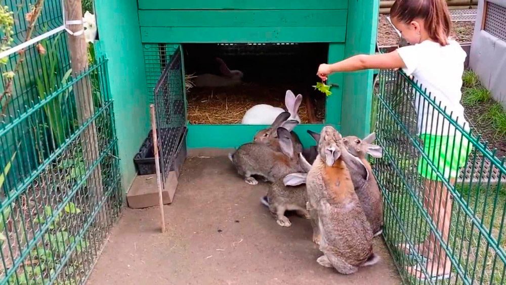 Conejos gigantes de Flandes comiendo