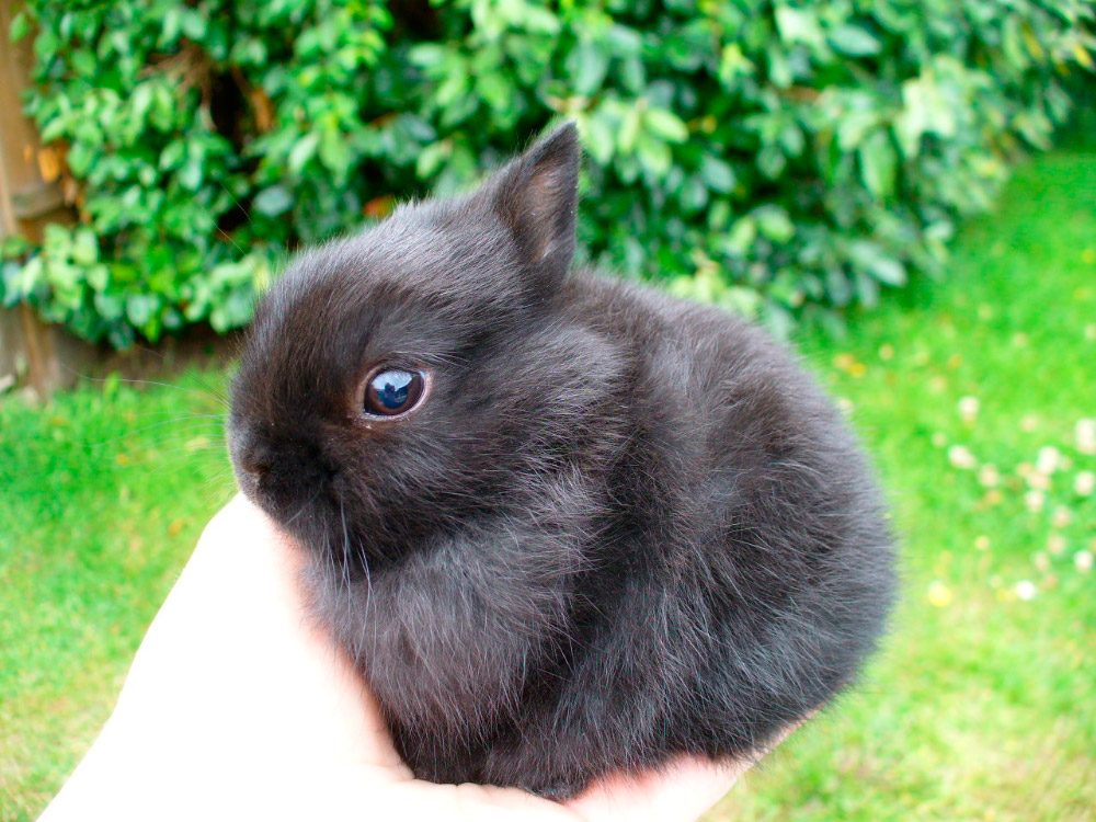 Conejos holandés enano negros