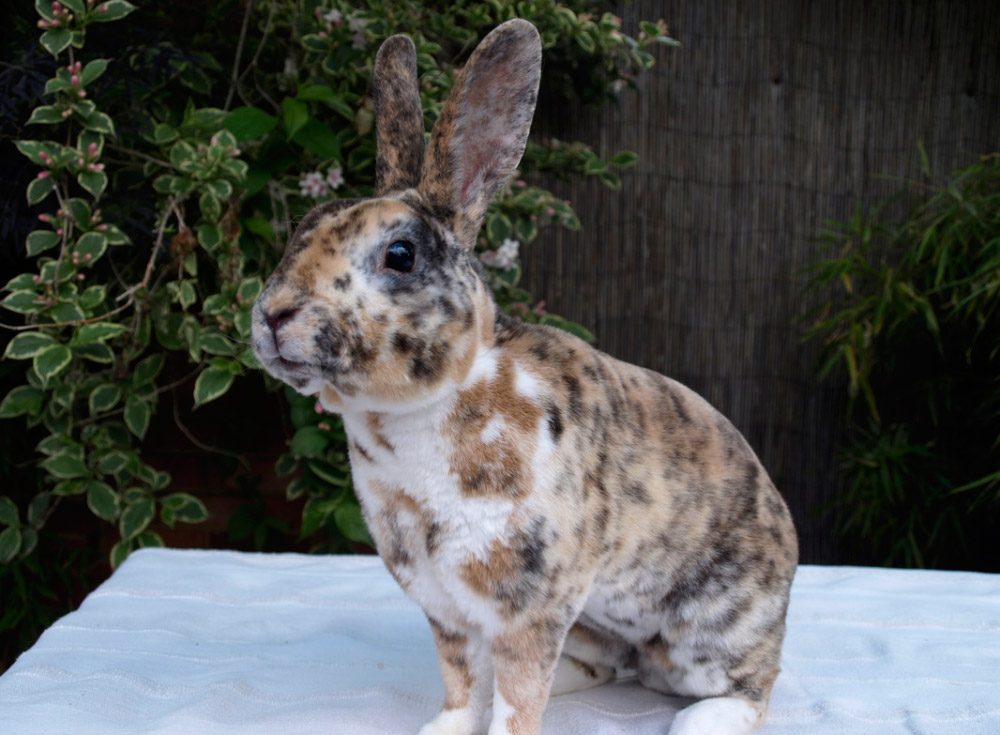 Conejos Rex lynx