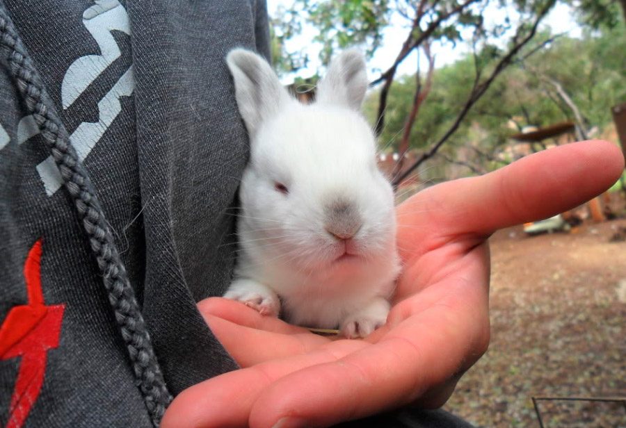 Cría de conejo californiano Cría de conejo californiano
