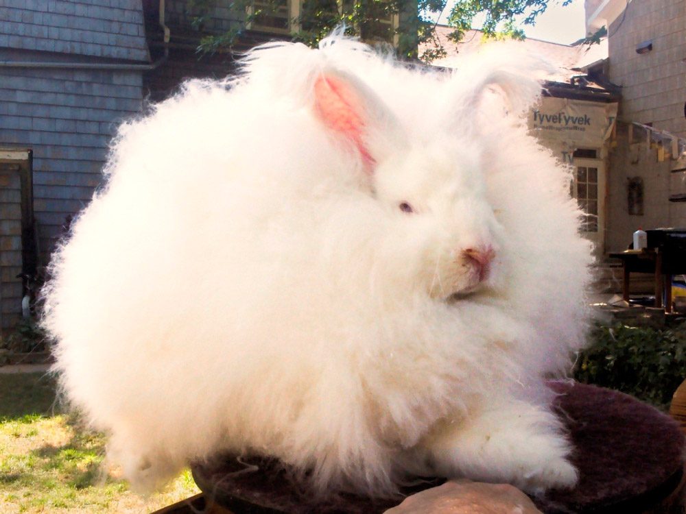 Enanos de Angora blancos