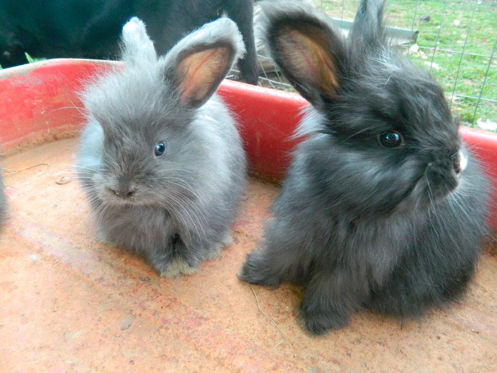 Enanos de Angora Enanos de Angora