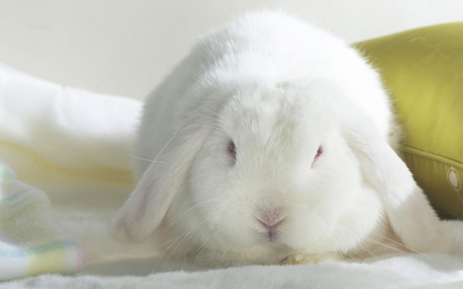 Foto de un conejo blanco