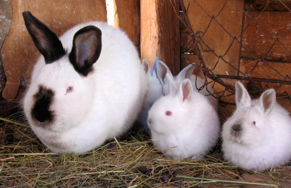 Fotos de conejos californianos