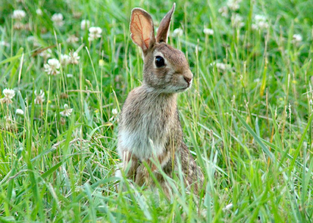Fotos de conejos de campo Fotos de conejos de campo
