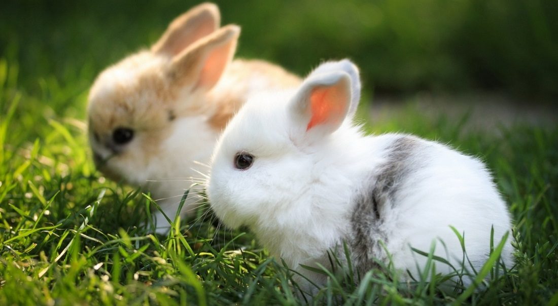 Fotos de conejos enanos