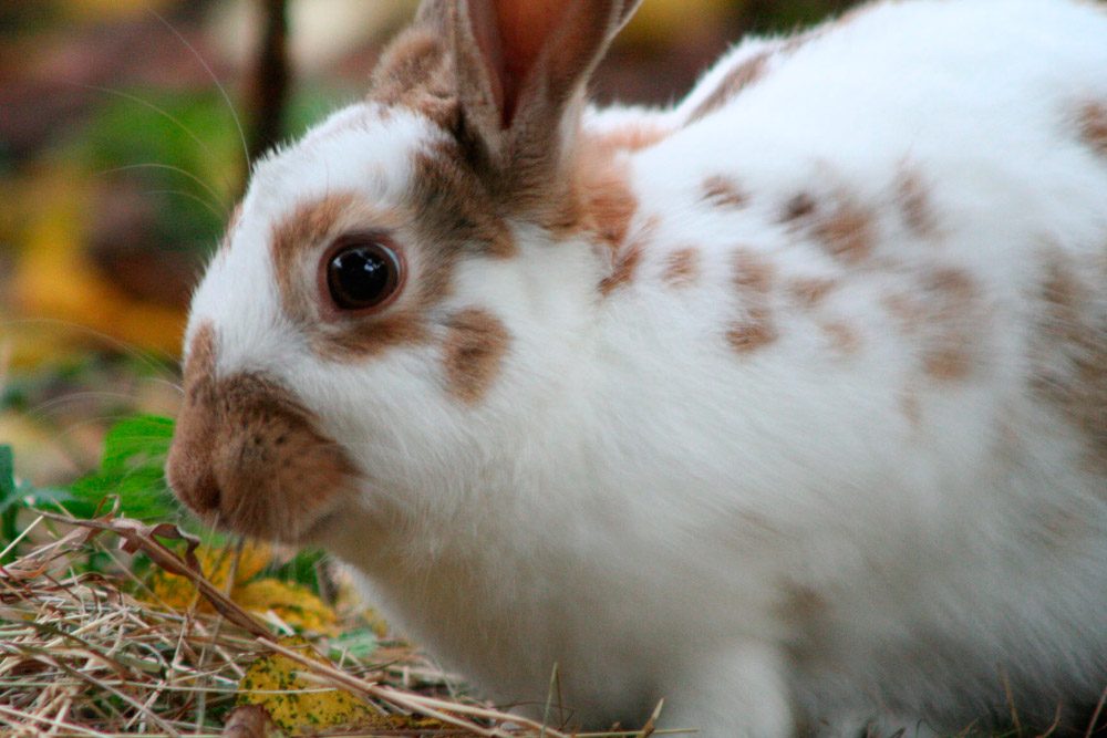 Fotos de conejos english spot