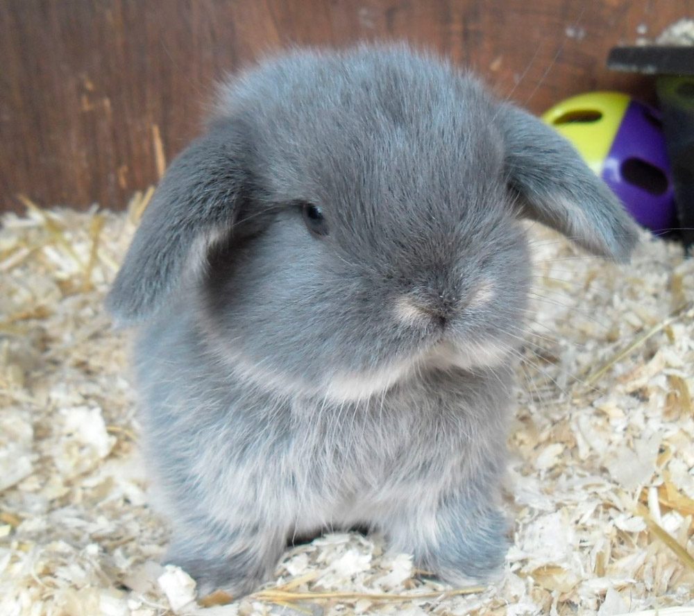 Fotos de conejos Mini Lop