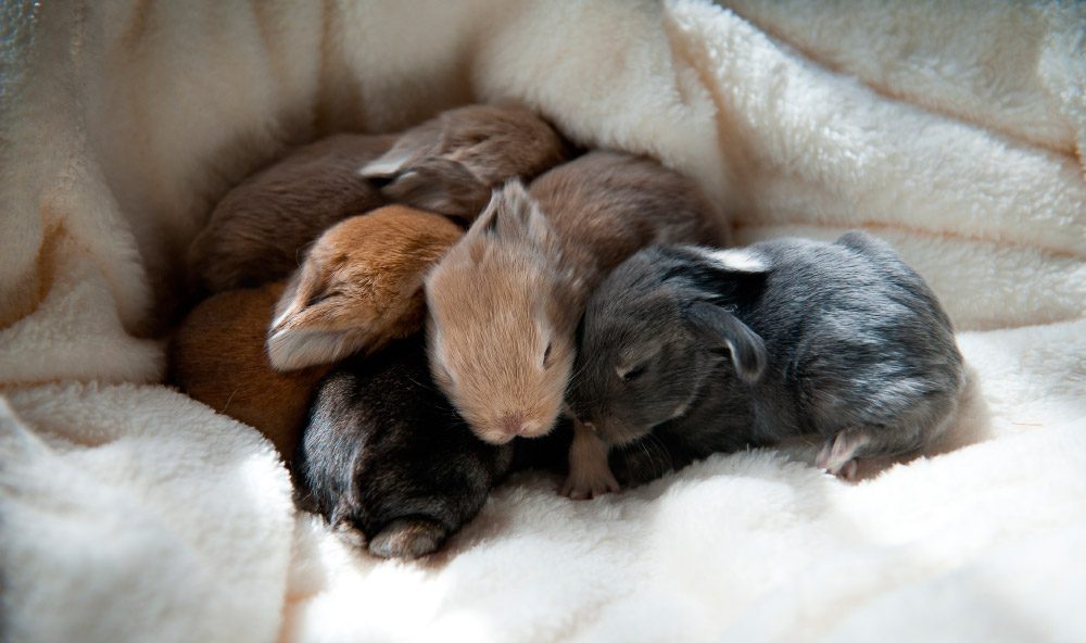 Fotos de crías de conejos