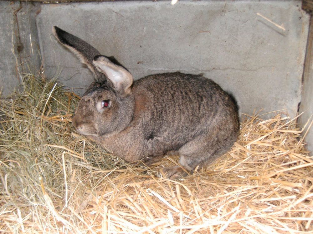 Fotos de los conejos gigantes de Flandes