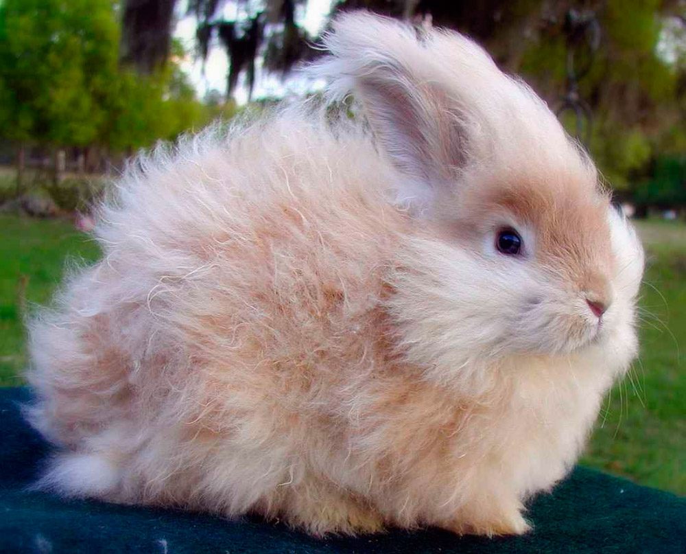 Hermoso conejo enano de Angora Hermoso conejo enano de Angora