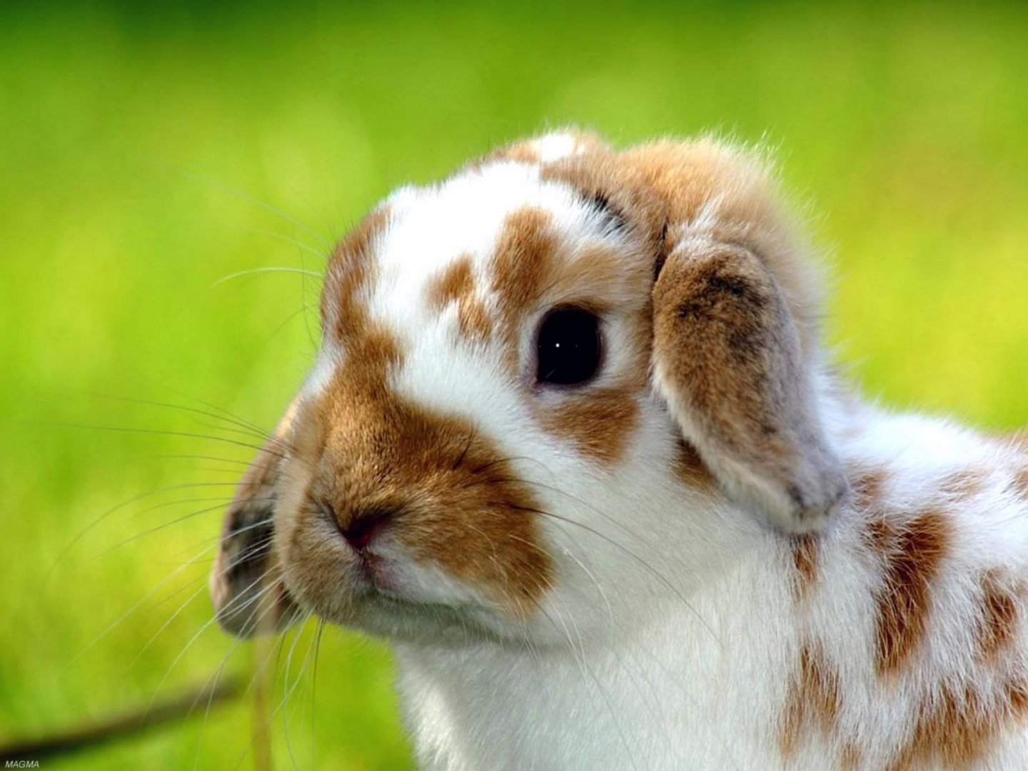 Imagen de un conejo de orejas caídas