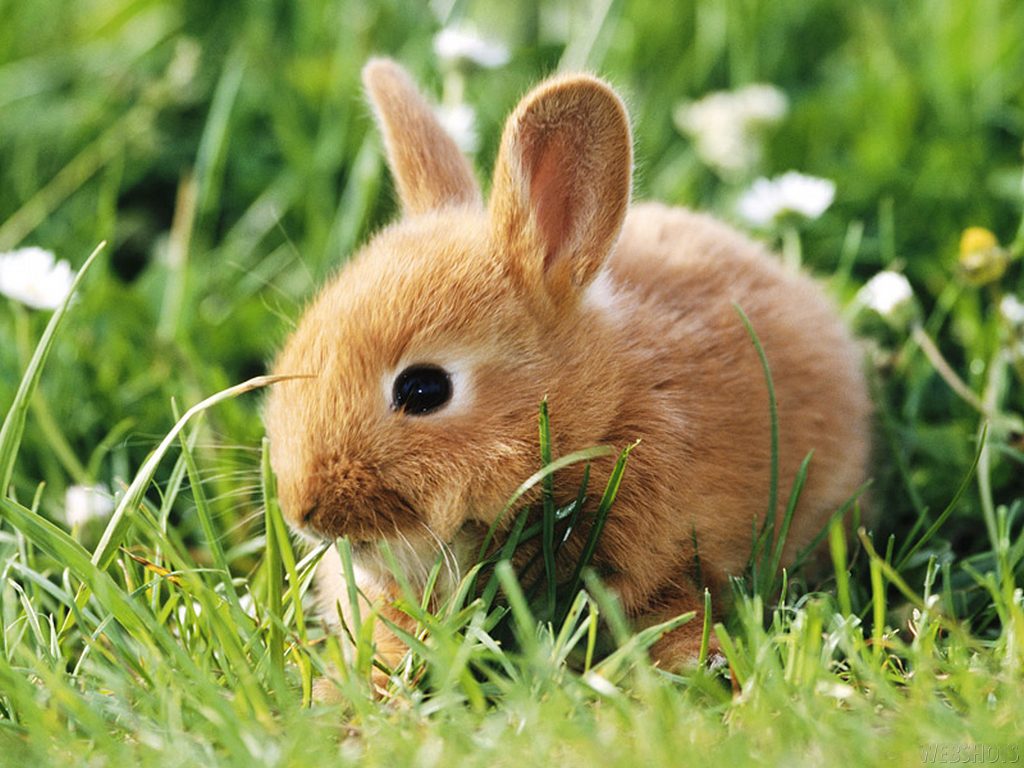 Imagen de un conejo enano