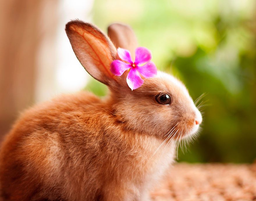 Imagen tierna de un conejo doméstico
