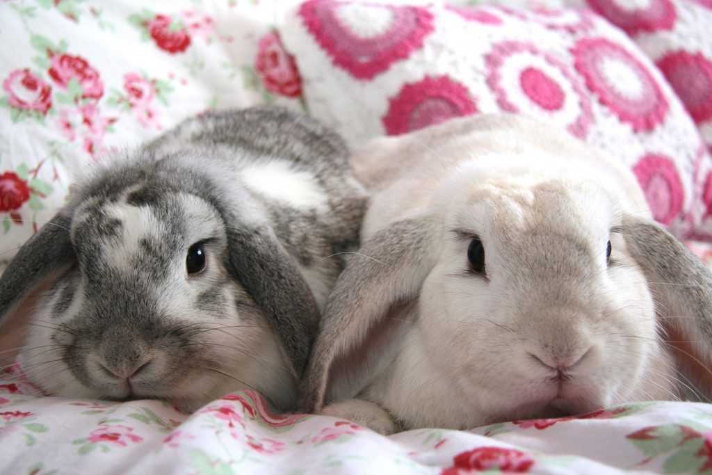 Imágenes de conejos domésticos