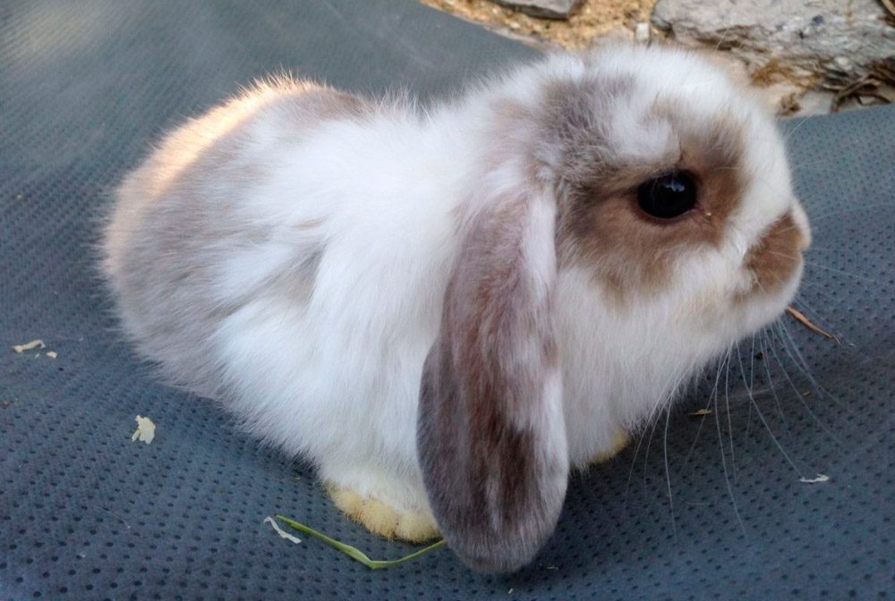 Orejas del conejo Mini Lop Orejas del conejo Mini Lop