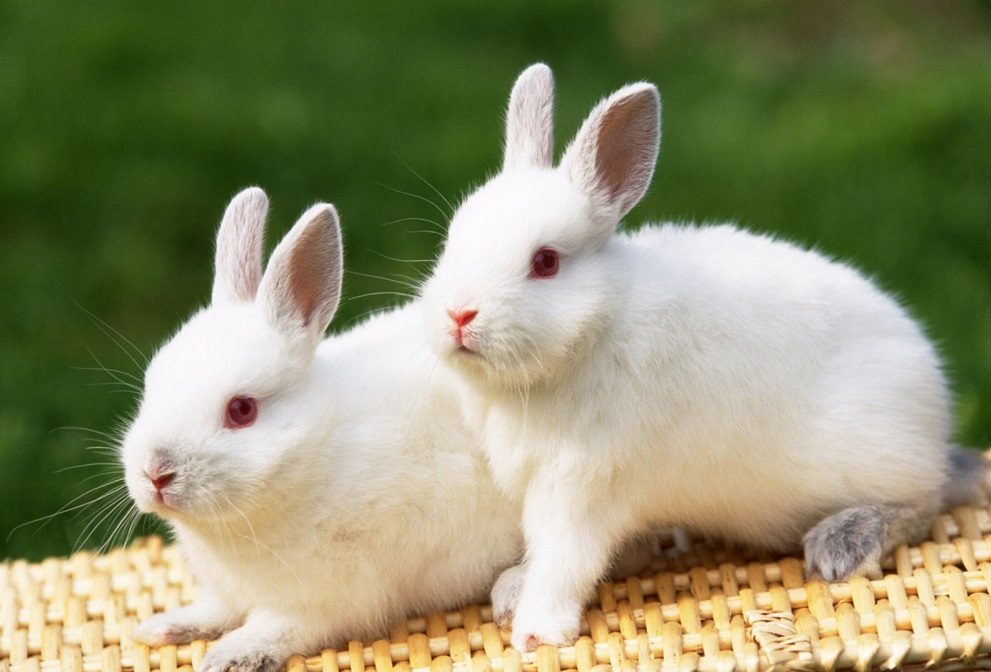 Pareja de conejos blancos