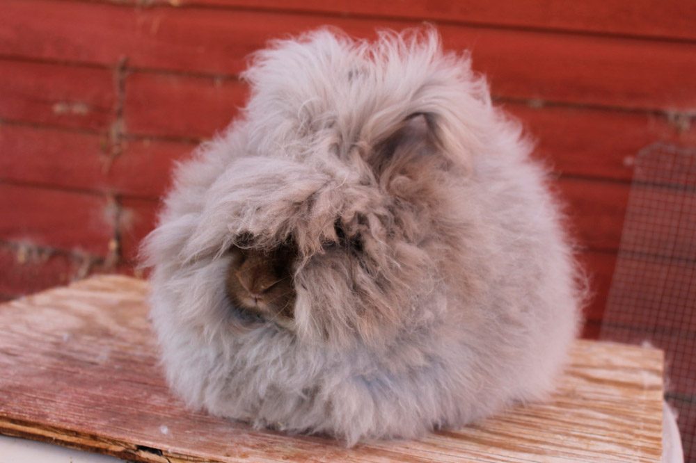 Pelo de los conejos enanos de Angora