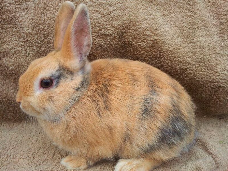 Pelo del conejo enano arlequín Pelo del conejo enano arlequín