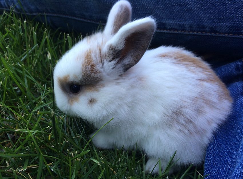 Raza de conejo mini rex