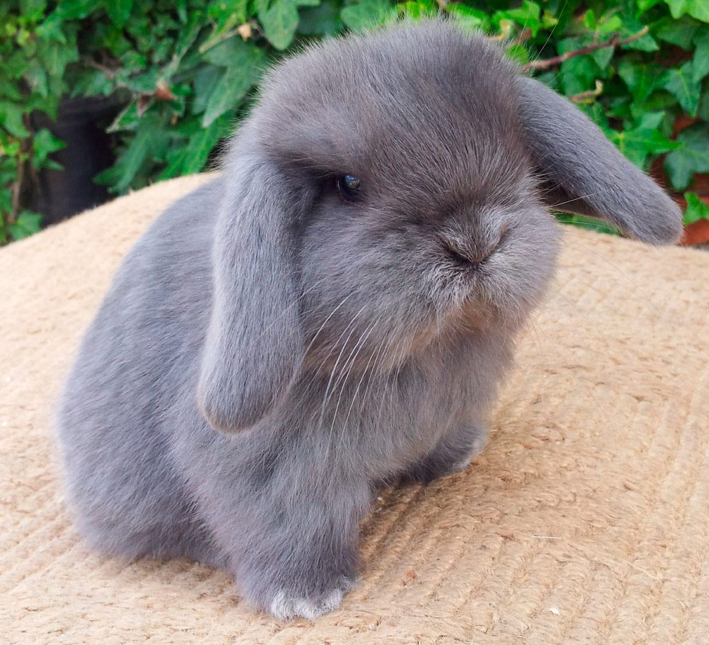 Raza de conejos Mini Lop