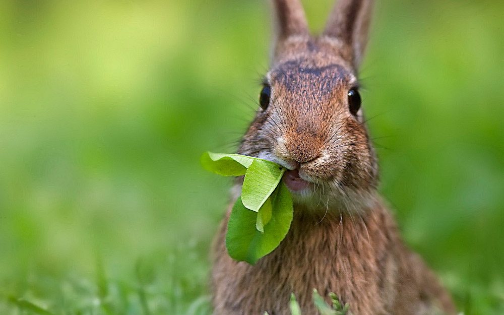 Verduras para conejos