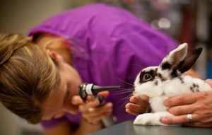 Enfermedades comunes de los conejos