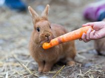 Alimentos permitidos para los conejos