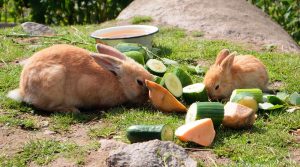 Alimentos prohibidos para los conejos