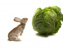 Alimentos venenosos para los conejos domésticos