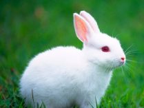Conejo blanco