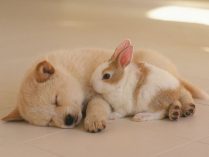 Conejo con un cachorro de perro