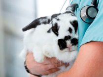 Conejo en el veterinario
