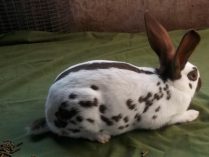 Conejo mariposa