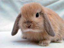 Conejo Mini Lop