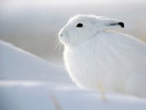 Conejos blancos en la nieve