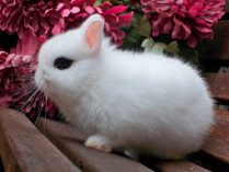 Conejos enanos toy blancos