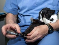 Cortar las uñas del conejo en el veterinario