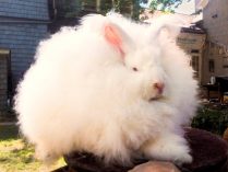 Enanos de Angora blancos
