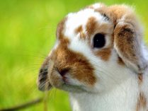 Foto de conejo HD